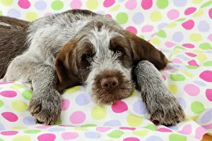 Spinone: DOG. Spinone puppy lying on blanket