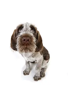 Spinone: DOG. Spinone puppy sitting down