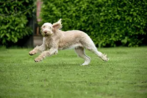 Spinone: DOG - Spinone - running through garden