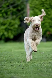Spinone: DOG - Spinone - running through garden