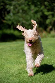 Spinone: DOG - Spinone running in garden