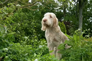 Spinone: DOG - Spinone sitting in garden
