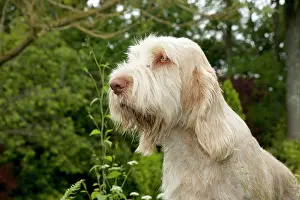 Spinone: DOG - Spinone - sitting in garden (head shot)