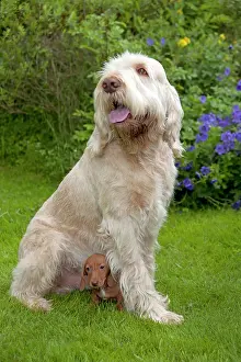 Beneath: DOG - Spinone sitting with Miniature Short Haired