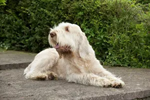 Spinone: DOG - Spinone - sitting on patio