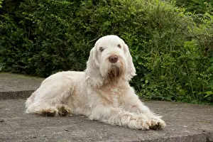 Spinone: DOG - Spinone - sitting on patio