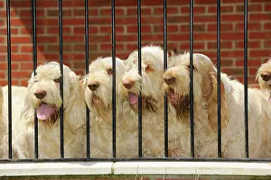 Spinone: Dog. Spinones