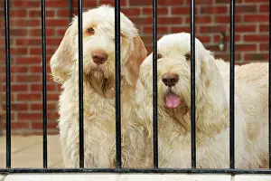 Spinone: Dog. Spinones behind bars