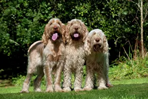 Spinones: DOG - Spinones standing together in garden