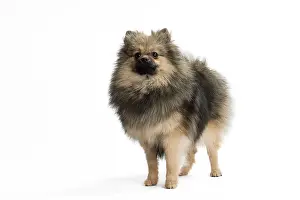 Spitzes: Dog Spitz
