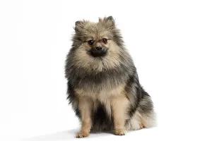 Spitzes: Dog Spitz