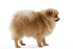 Nain: Dog - Spitz Nain