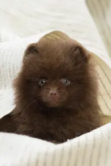 Spitzes: Dog Spitz puppy