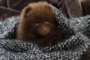 Spitzes: Dog Spitz puppy under a blanket
