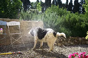 Spatter: Dog splashing after a wash in a garden