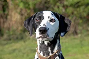 Dalmation: Dog - Spotted Black & White Dalmation - close-up of head
