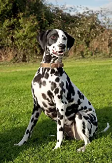 Dalmation: Dog - Spotted Black & White Dalmation - sitting down