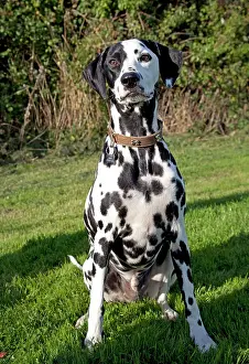 Dalmation: Dog - Spotted Black & White Dalmation - sitting down
