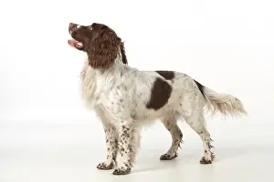 Profiles: Dog Springer Spaniel