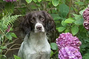 Springer: Dog Springer Spaniel