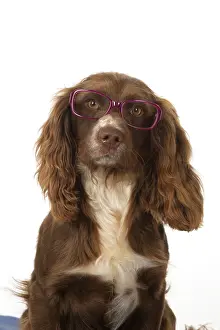 Glasses: Dog Springer Spaniel