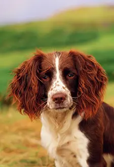 Springer: Dog - Springer Spaniel