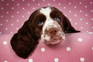 Approx: Dog - Springer Spaniel (approx 10 weeks old) with