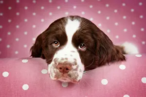 Approx: Dog - Springer Spaniel (approx 10 weeks old) with