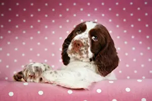 Approx: Dog - Springer Spaniel (approx 10 weeks old) with