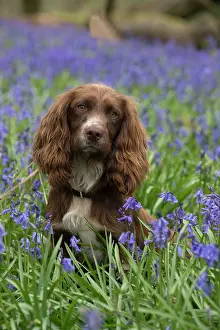 Springer: Dog Springer Spaniel in a Bluebell wood