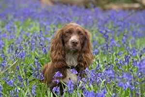 Springer: Dog Springer Spaniel in a Bluebell wood