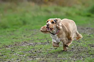 251120: DOG, Springer Spaniel enjoying a run in a field
