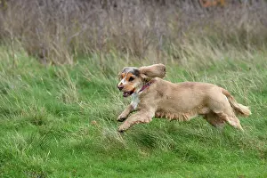 251120: DOG, Springer Spaniel enjoying a run in a field