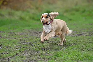 Springer: DOG, Springer Spaniel enjoying a run in a field