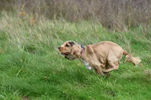 Springer: DOG, Springer Spaniel enjoying a run in a field