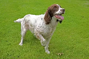 Throwing: Dog - Springer spaniel holding up paw, eagerly