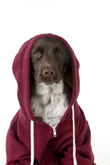 Hoodies: Dog - Springer Spaniel in a Hoodie