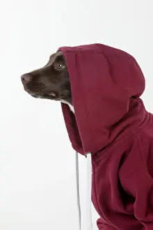 Hoodies: Dog - Springer Spaniel in a Hoodie