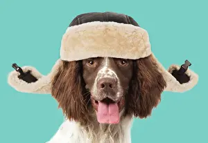 100817: DOG. Springer Spaniel mouth open smiling wearing