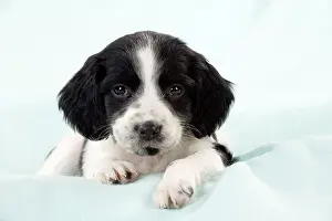 Springer: DOG - Springer Spaniel puppy laying on a blanket