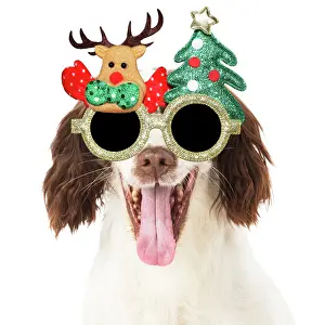 Novelty: DOG. Springer Spaniel wearing Christmas glasses