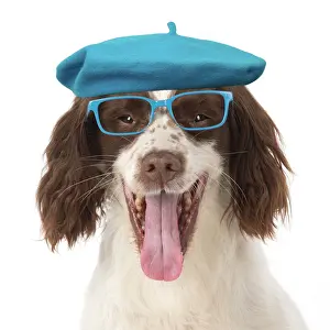 Laughter: DOG. Springer Spaniel wearing glasses and a blue beret hat