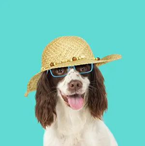 Spectacles: DOG. Springer Spaniel wearing glasses and sun hat