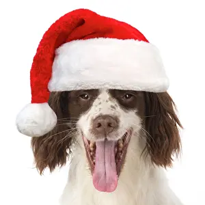 211121: DOG. Springer Spaniel wearing red Christmas Santa hat