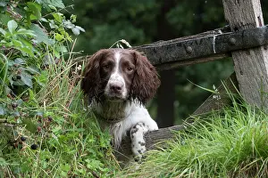 Chilling: Dog Springer Spaniels