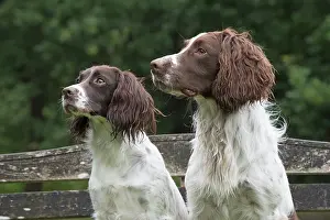 Profiles: Dog Springer Spaniels