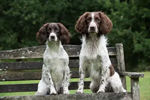 Seat: Dog Springer Spaniels