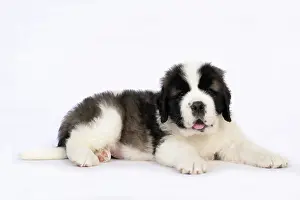 Saint: DOG. St Bernard, 10 week old puppy, laying down, studio