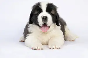 Saint: DOG. St Bernard, 10 week old puppy, laying down, studio
