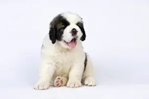 Saint: DOG. St Bernard, 10 week old puppy, sitting, studio